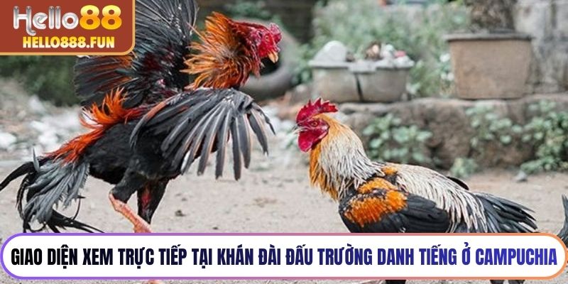 Giao diện xem trực tiếp tại khán đài đấu trường danh tiếng ở Campuchia