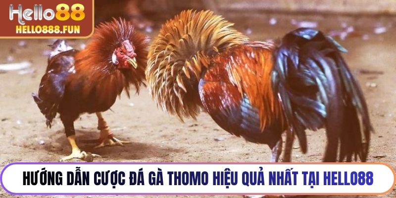 Hướng dẫn cược đá gà Thomo hiệu quả nhất tại HELLO88