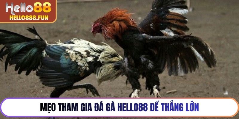Mẹo tham gia đá gà HELLO88 để thắng lớn
