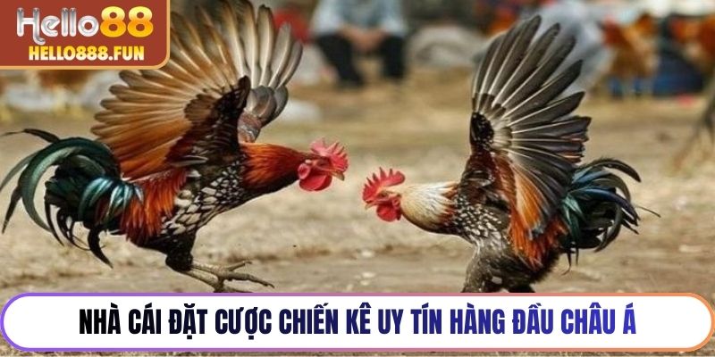 Nhà cái đặt cược chiến kê uy tín hàng đầu Châu Á