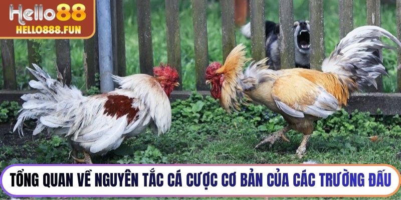 Tổng quan về nguyên tắc cá cược cơ bản của các trường đấu