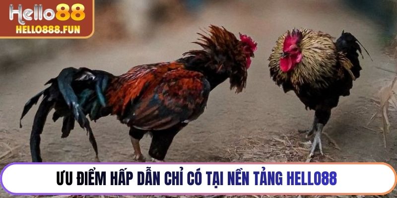 Ưu điểm hấp dẫn chỉ có tại nền tảng HELLO88